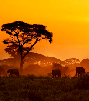 Safári e praia na África